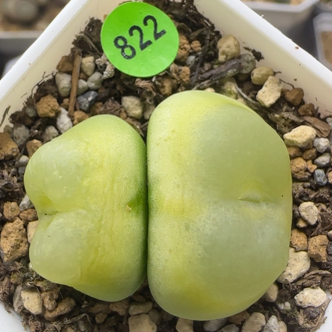 双头拉登多肉植物822