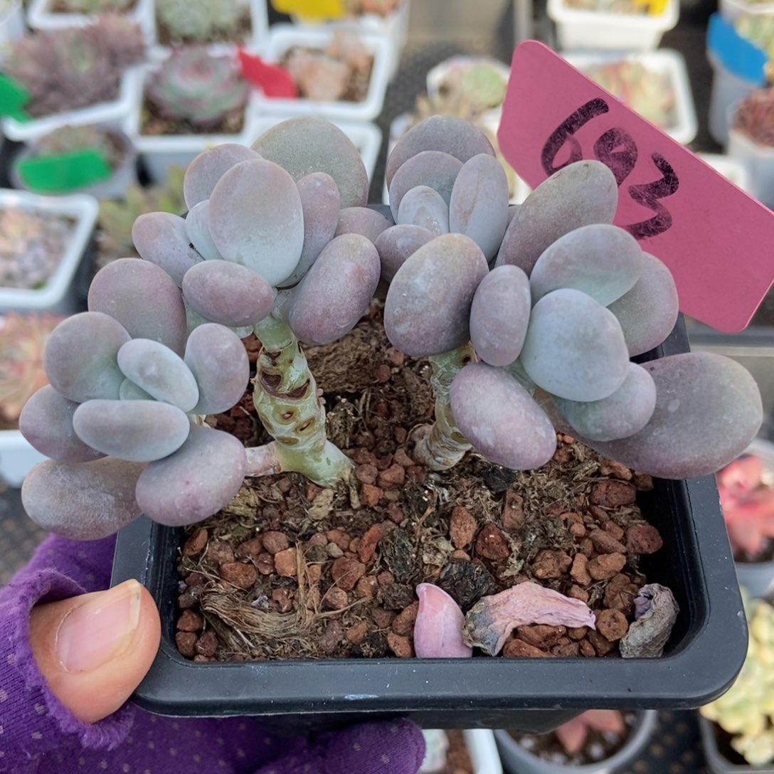 693大叶奶多肉植物
