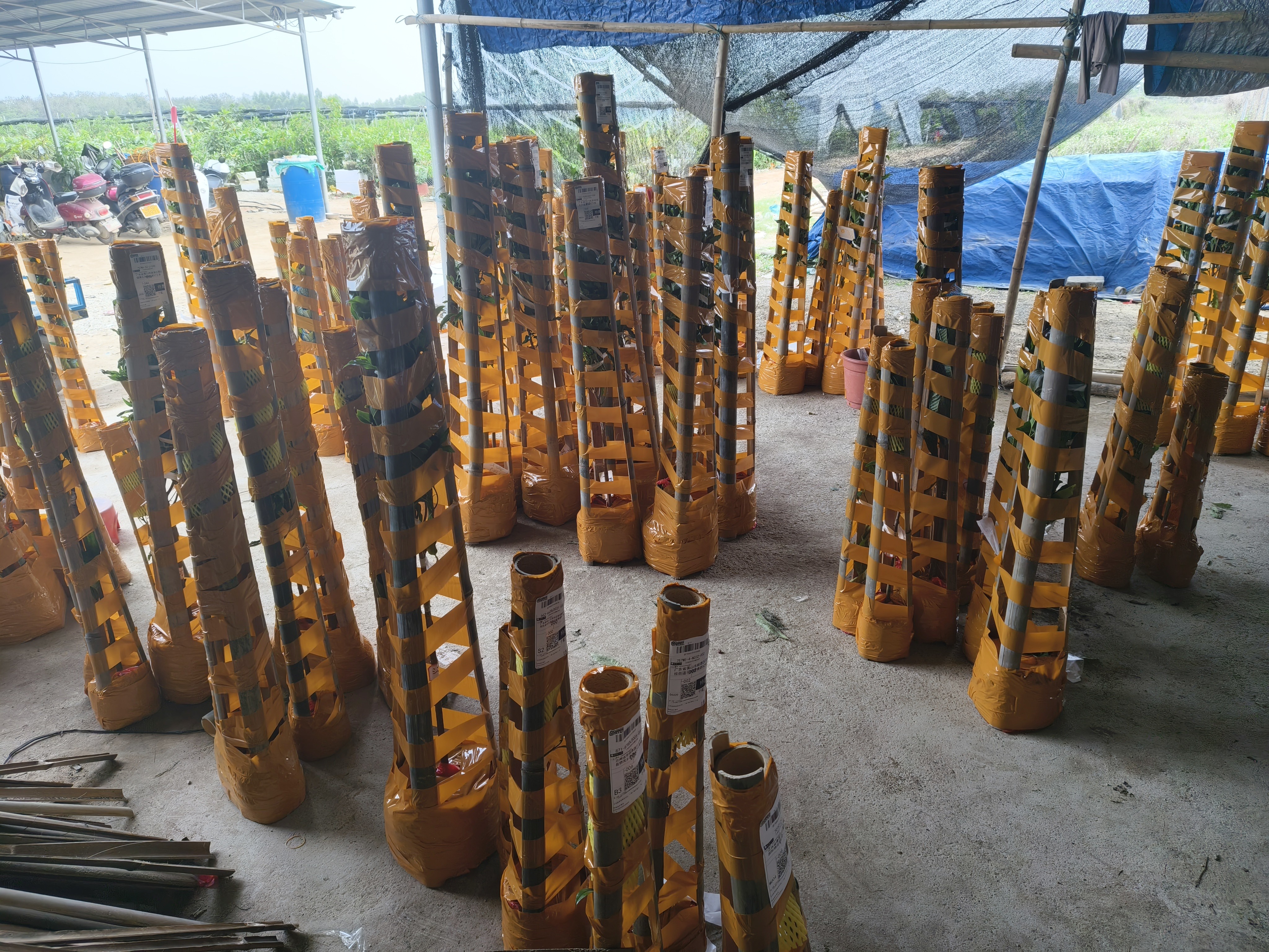 高端盆栽绿植《维生素甄选》fo