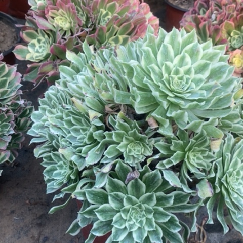 碧浪多肉植物020