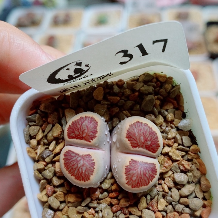 晴***天生石花花花花开了317