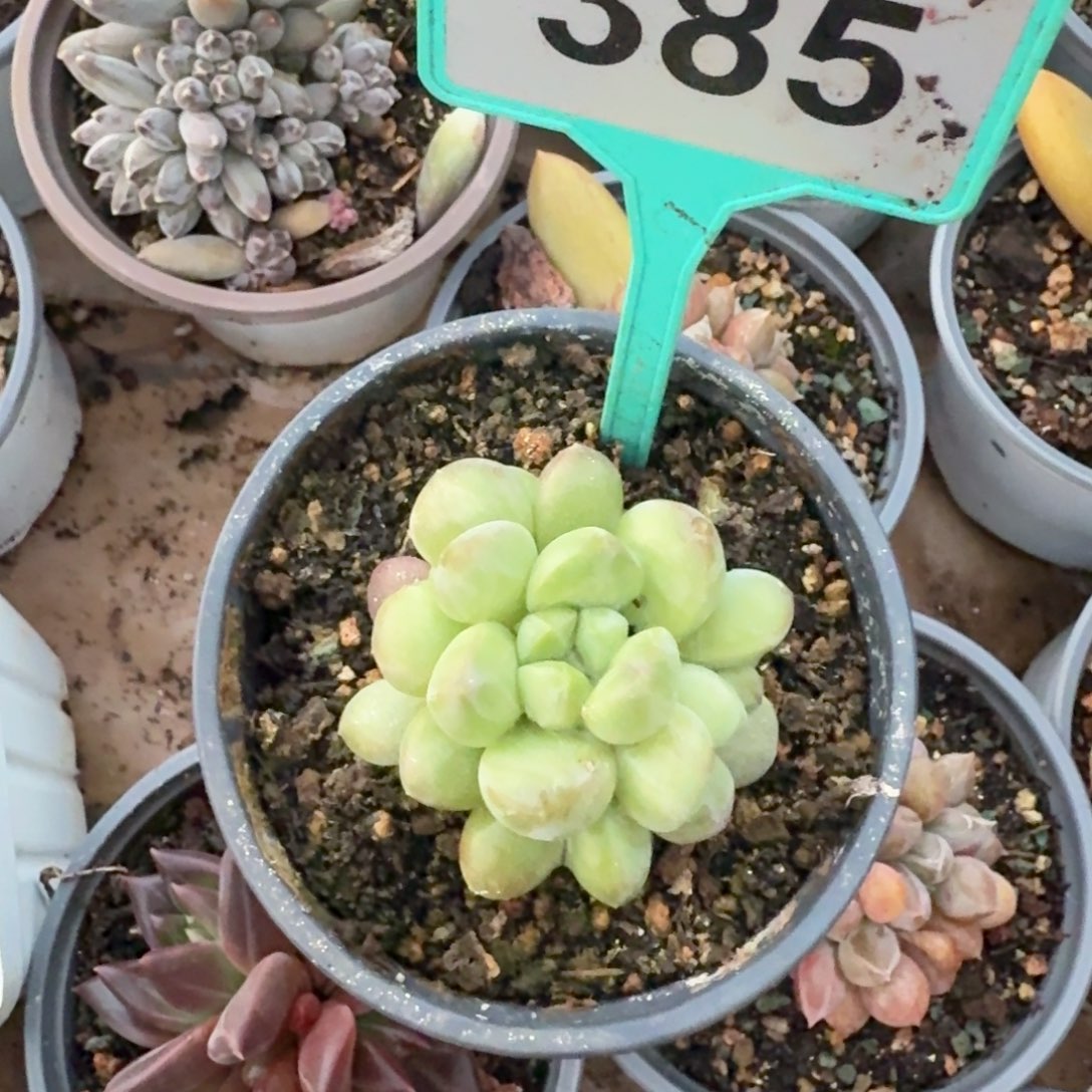 X系多肉植物385..