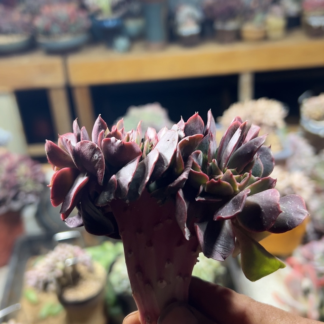 鱼***2多肉植物实物直播实物109