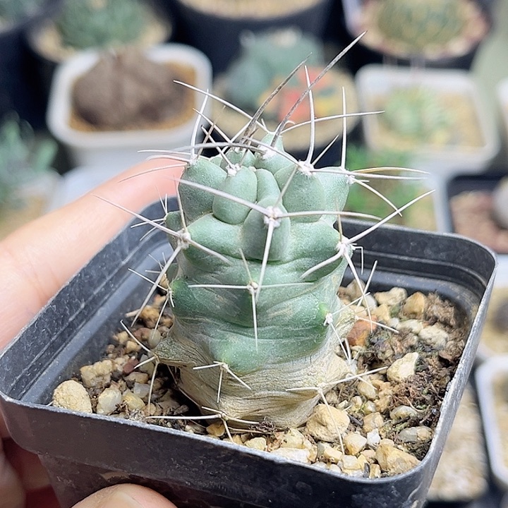 篝火虾实生球一颗