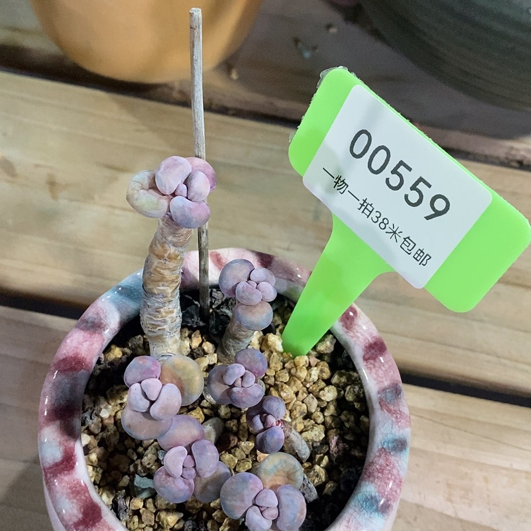 00559咯组姐姐咯阿伦