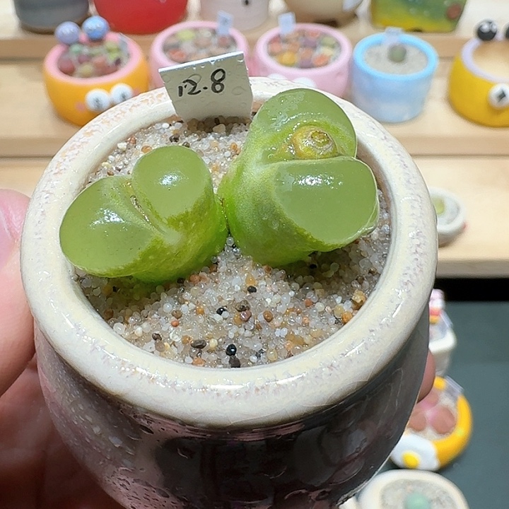 红陶蘑菇653风铃