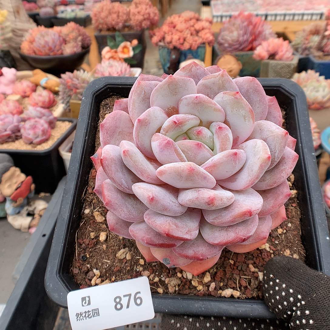 876梦露多肉植物66663