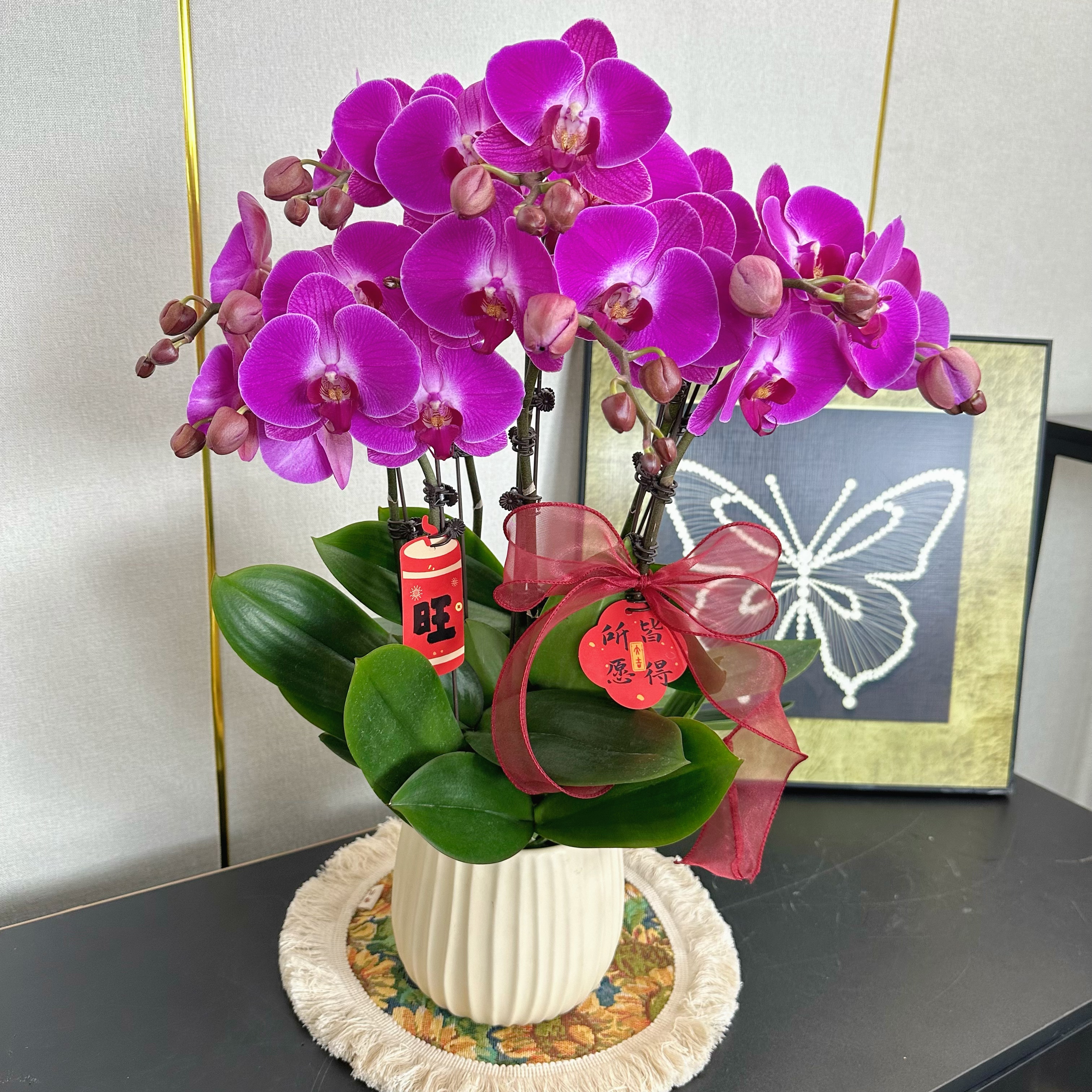 南汐蝴蝶兰【嫣红】年宵花 乔迁之喜 开业送人 带花带花苞基地直发