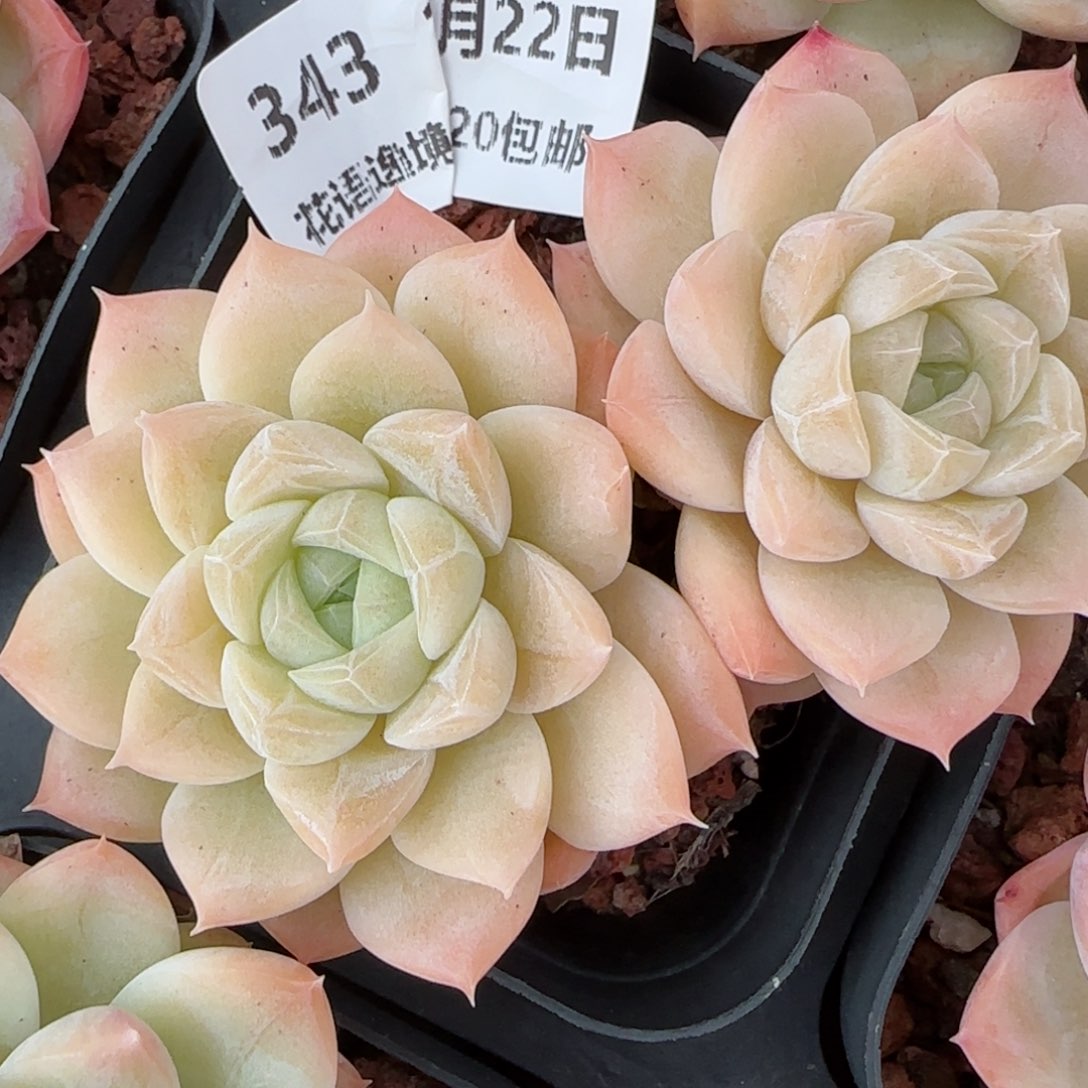 花语逸境0122-343