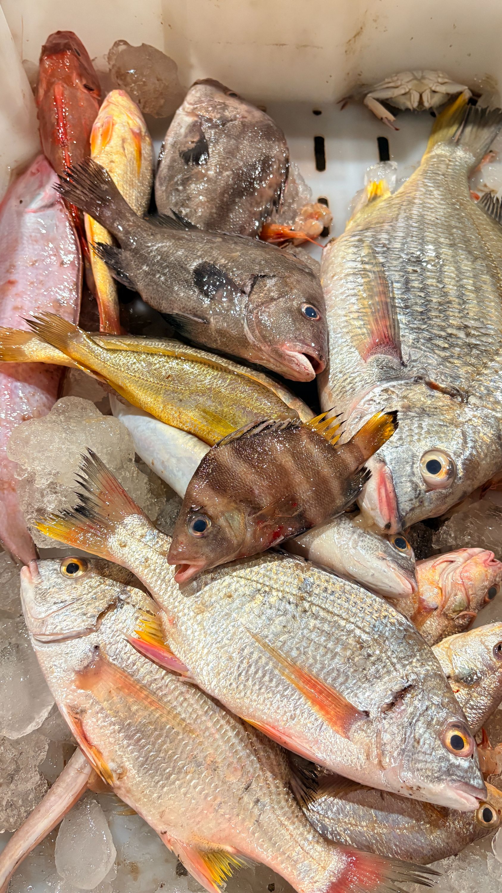 东海野生杂鱼链接