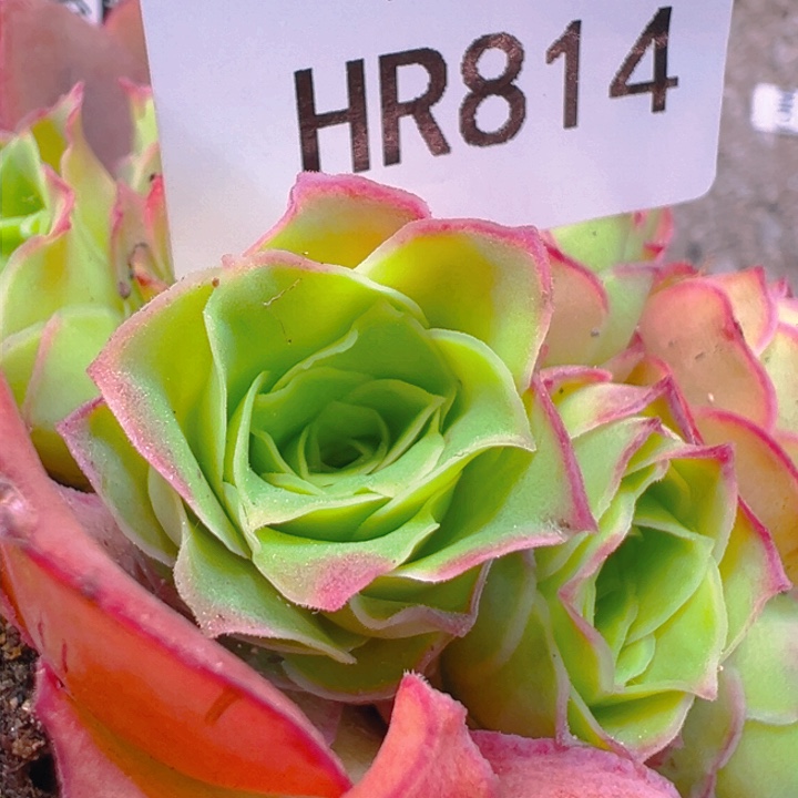 HR814龙帝侧芽预留