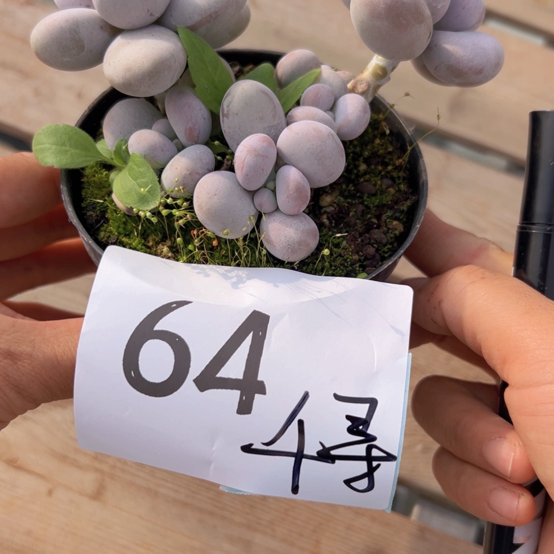 一**寻64，个b从vv不女女