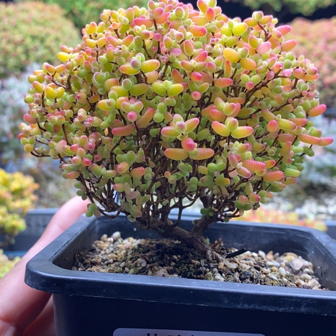 开***尔587蜜橘糖球 。        