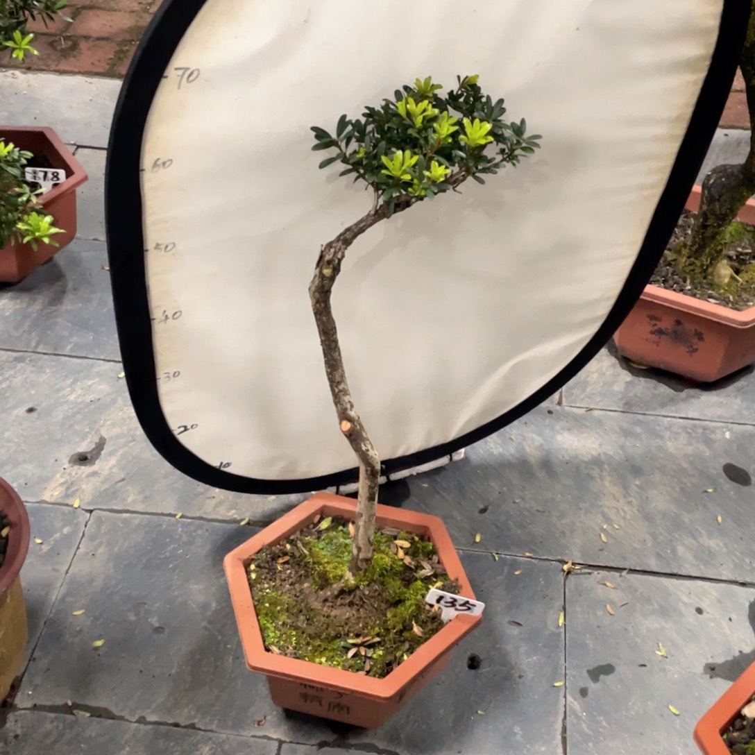 木***土以实际为准罗汉松珍珠130不带盆