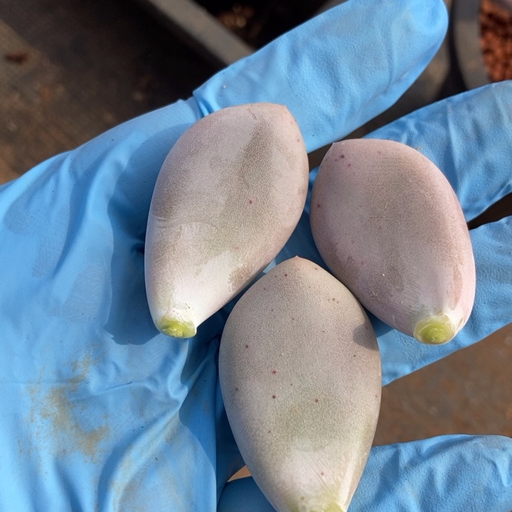 日系黄金鸡蛋奶酪锦多肉