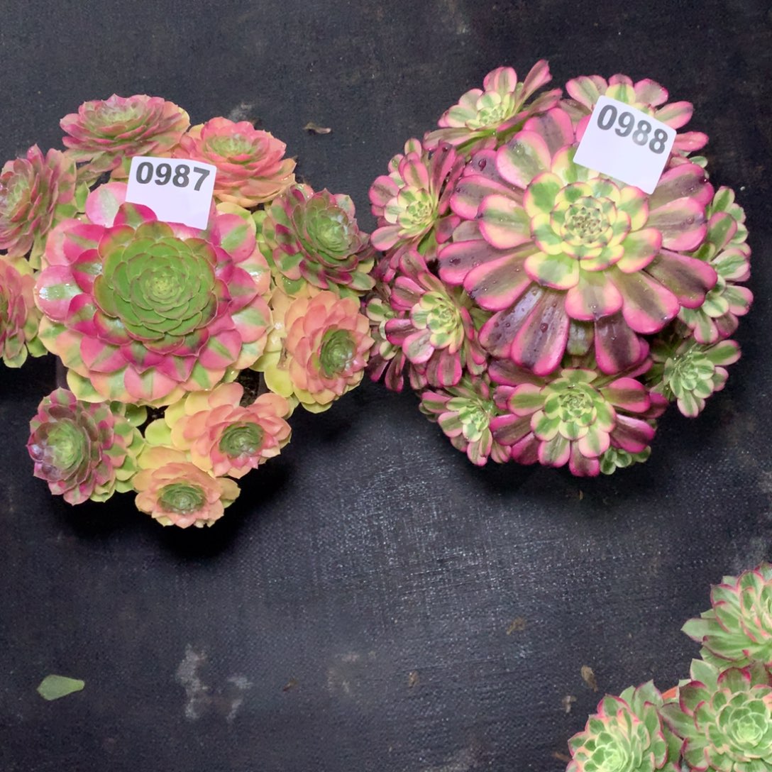 简****雨荷987维纳斯988法师组合带保温63