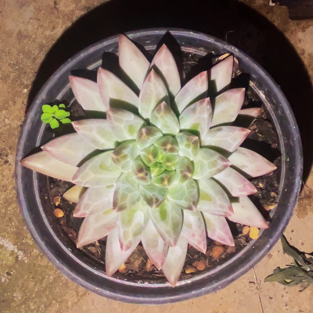 桔云多肉美人精品系列