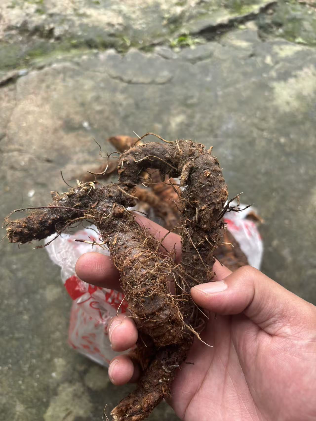 云南深山野声正宗野高良