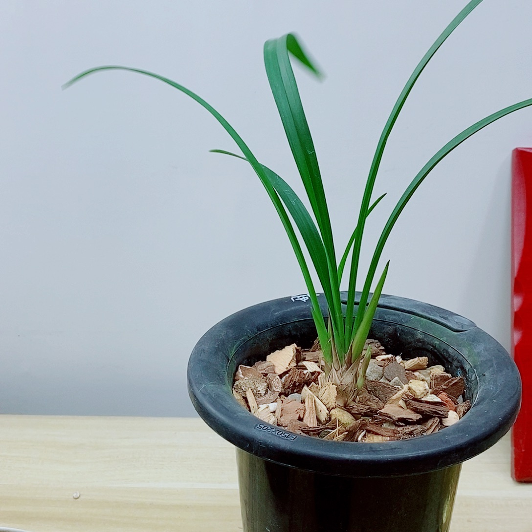 当前无花栽培后可以开花