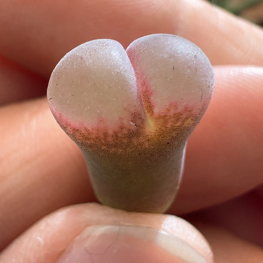 440。青蛙优选春见风铃