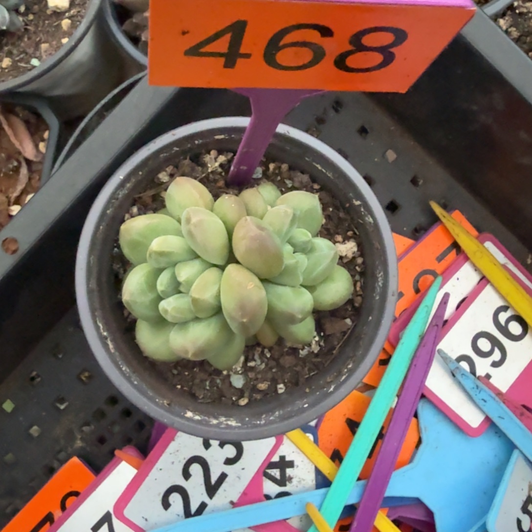 多肉植物胖体x469