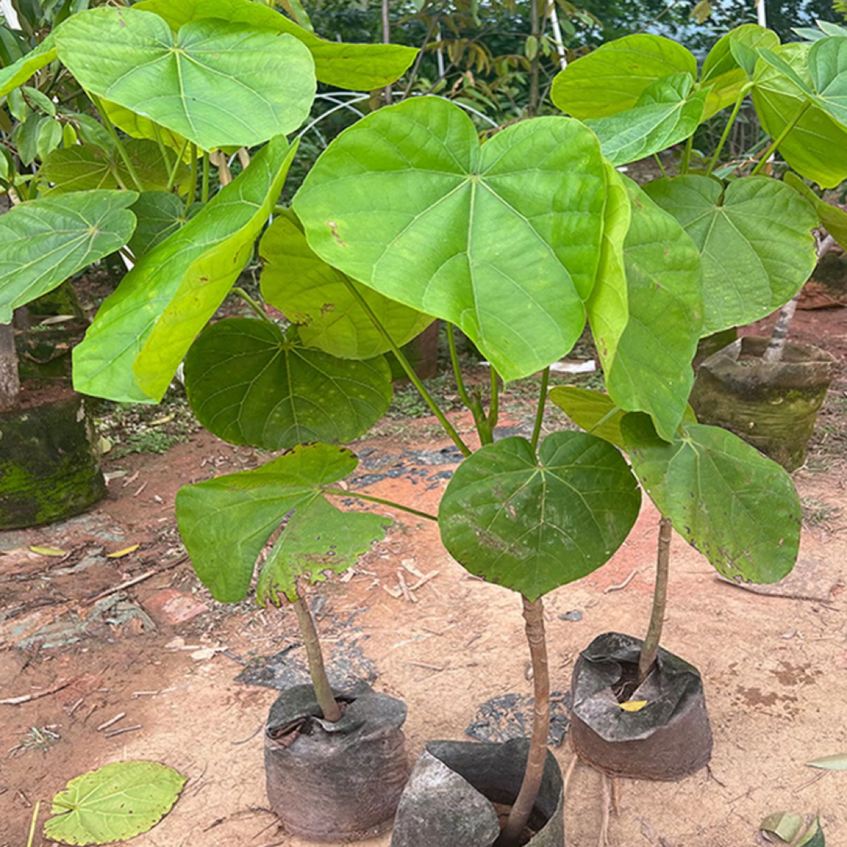 椰柿果树苗纯甜水果高端椰蜜果带杯带土带叶子