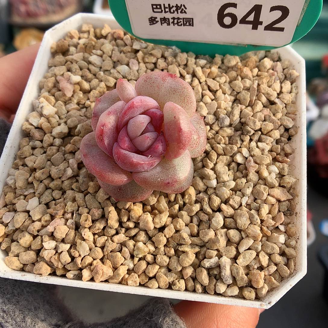 642糖心冰魄石化多肉植物