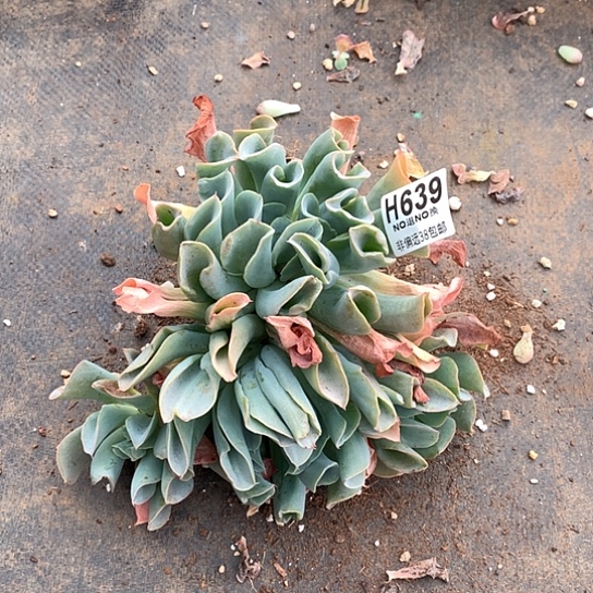 猪鼻子杂白凤639 亏本处理退款拉黑7-8天发货