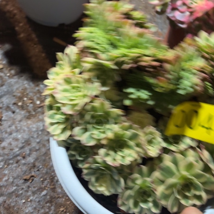 芬***芳哈哈多肉葡萄福利来 004