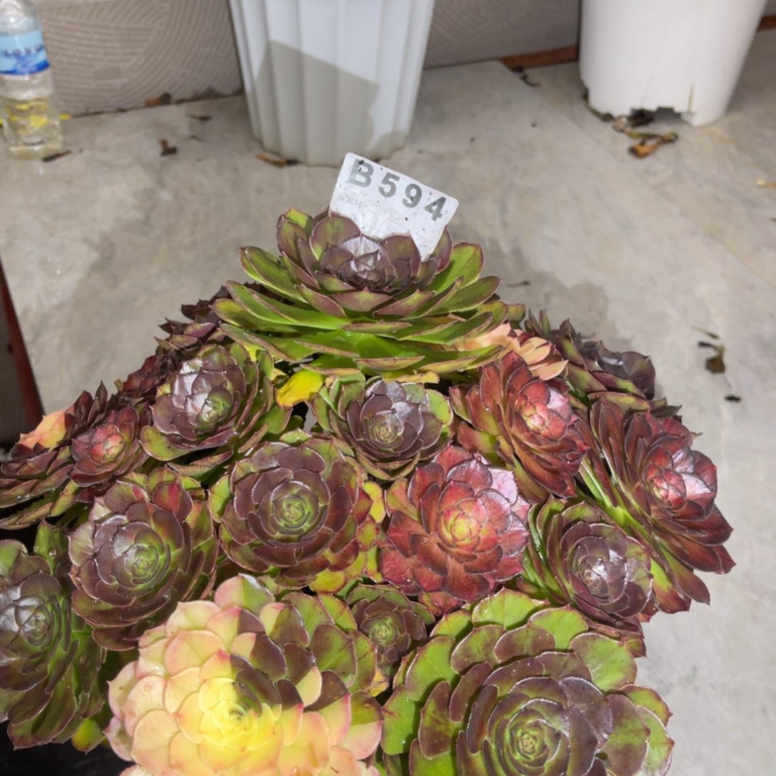 云***飘海王七彩，一物一拍，594，加中奖荔枝