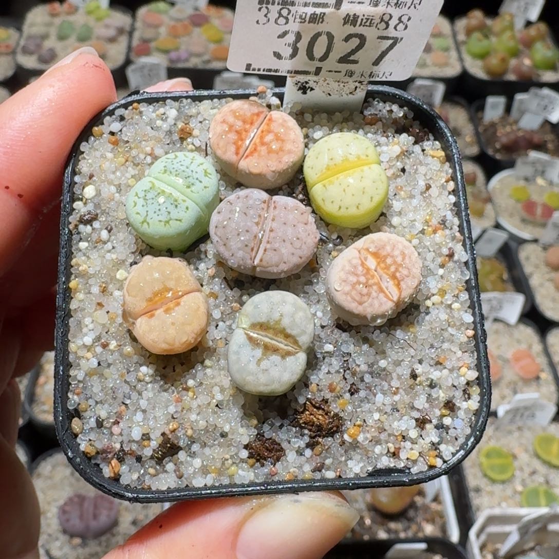 高品质生石花清清3027