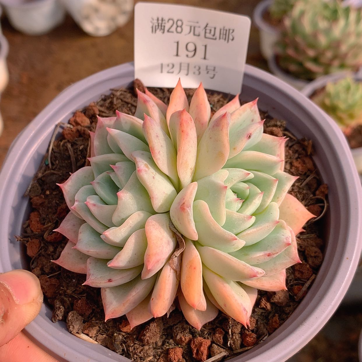 【闪购商品】云191号