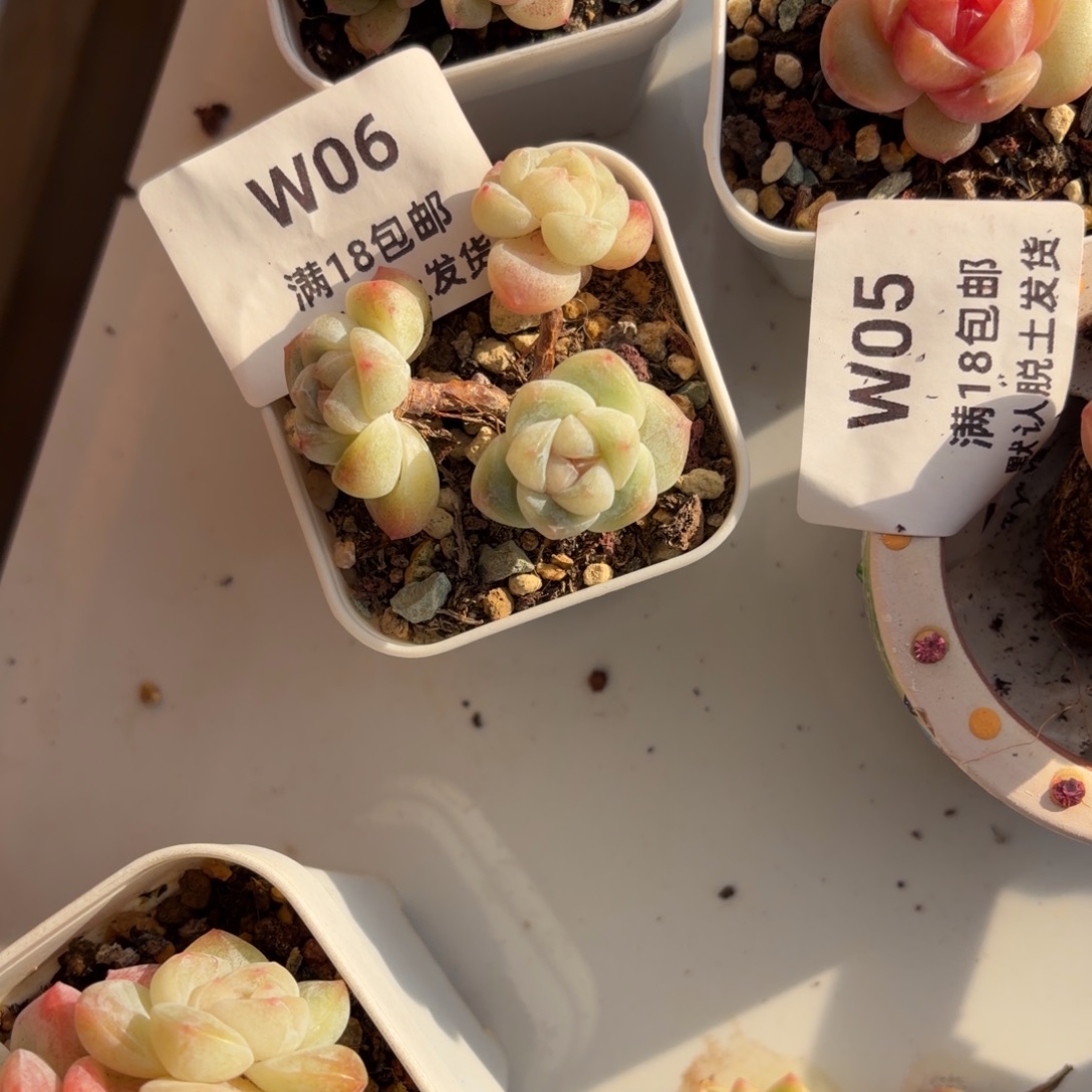 ****s东篱下多肉植物哈哈06