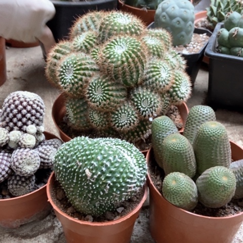 四盆仙人球38米就仙人