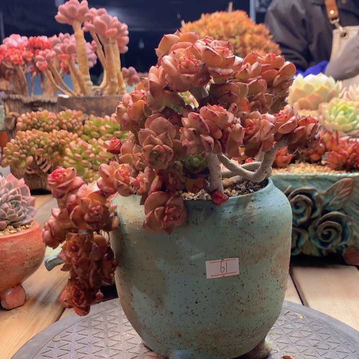 一物一拍脱土洛根发货61