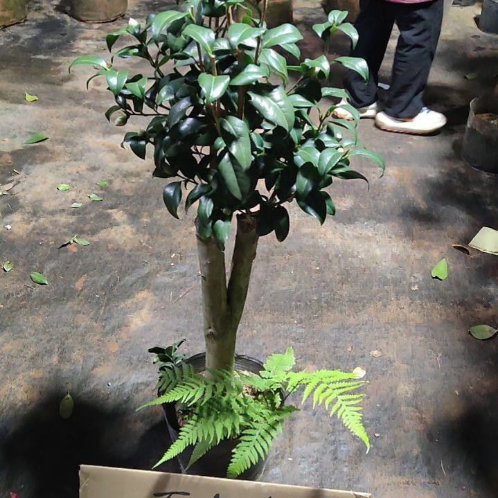 全部花苞津川姣不包邮