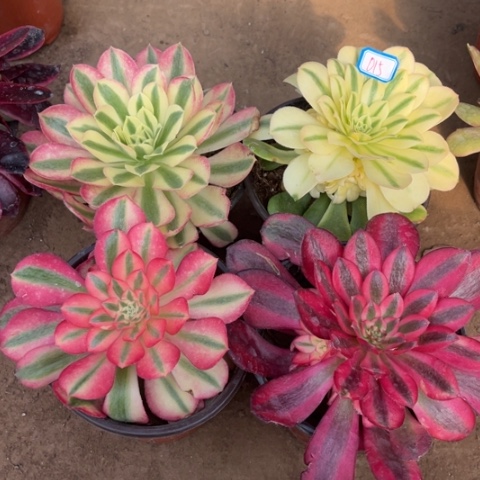 015多肉植物组合