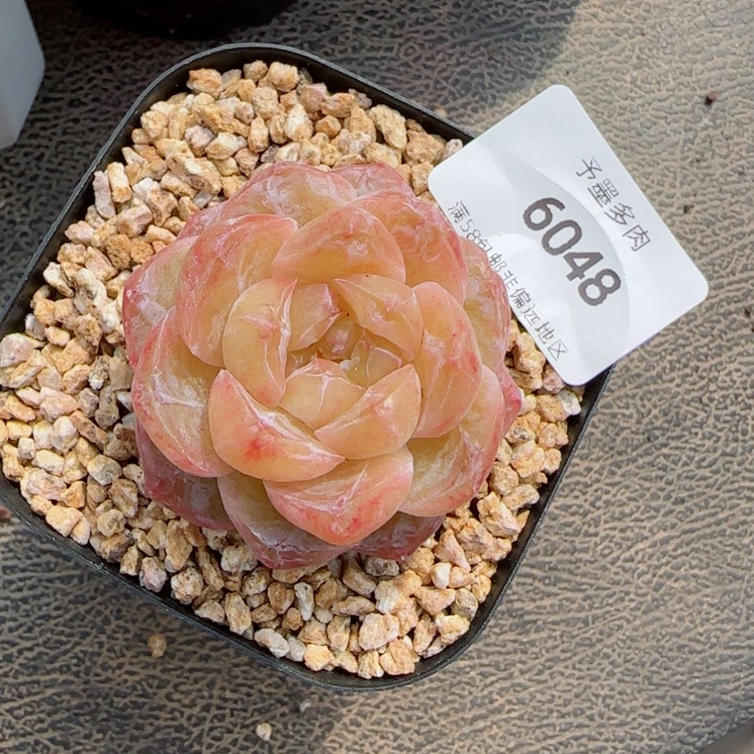 霜花石化，6048多肉植物