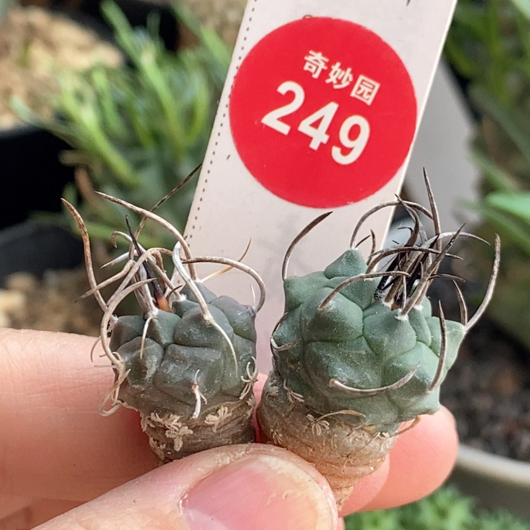 实生特选长刺升云龙娇丽两颗