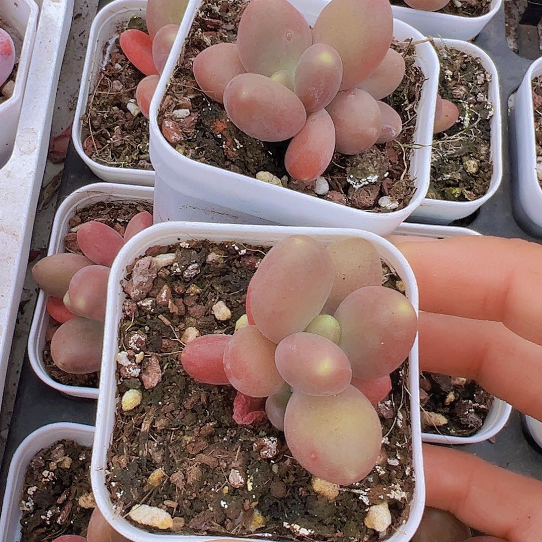 5.5盆芒果奶2颗样品