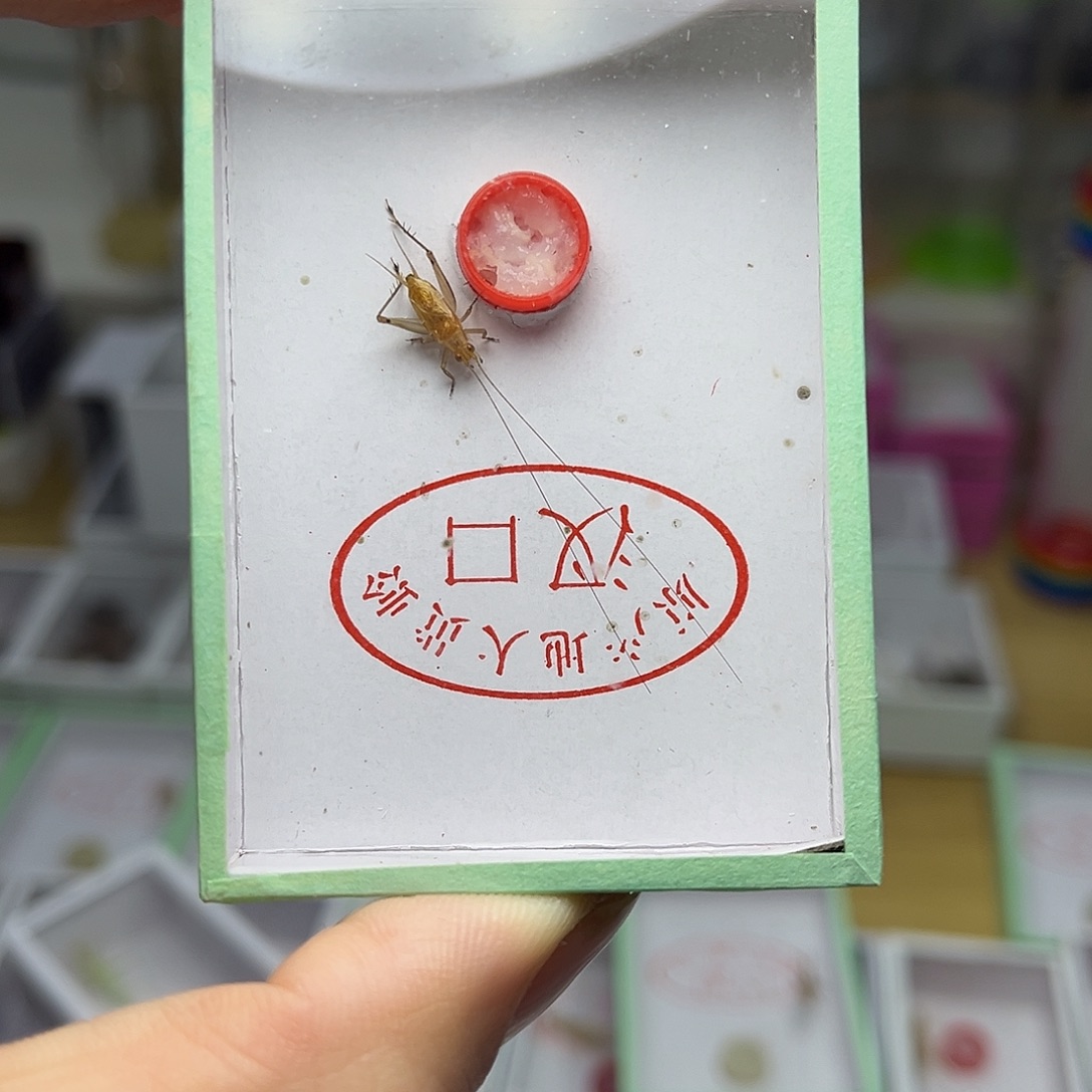 蚂蚁工坊大黄。          