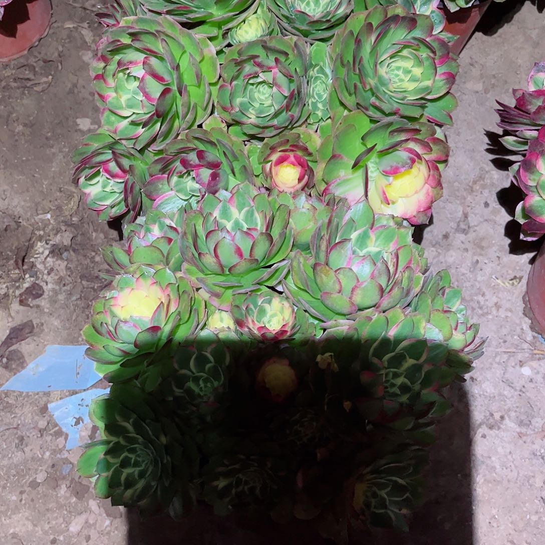 无花朵浮**怒多肉植物组合海鲜920