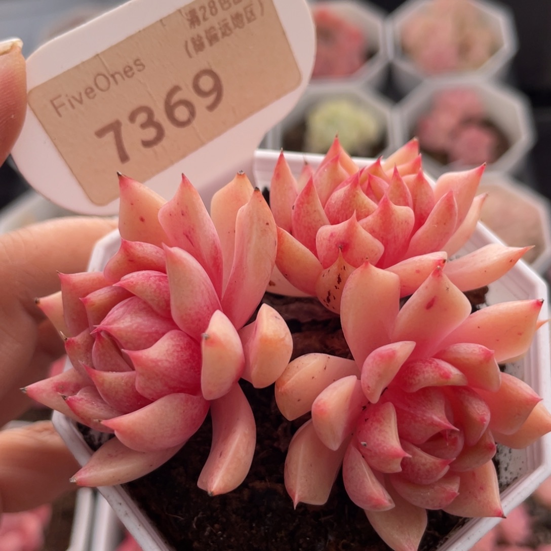 苯巴蒂斯7369-6.5厘米