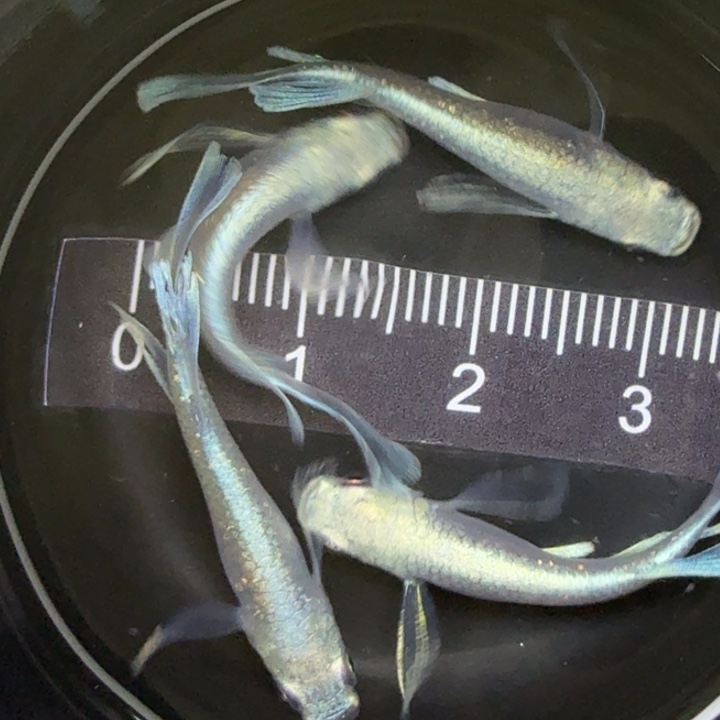 青鳉鱼天使之翼25号