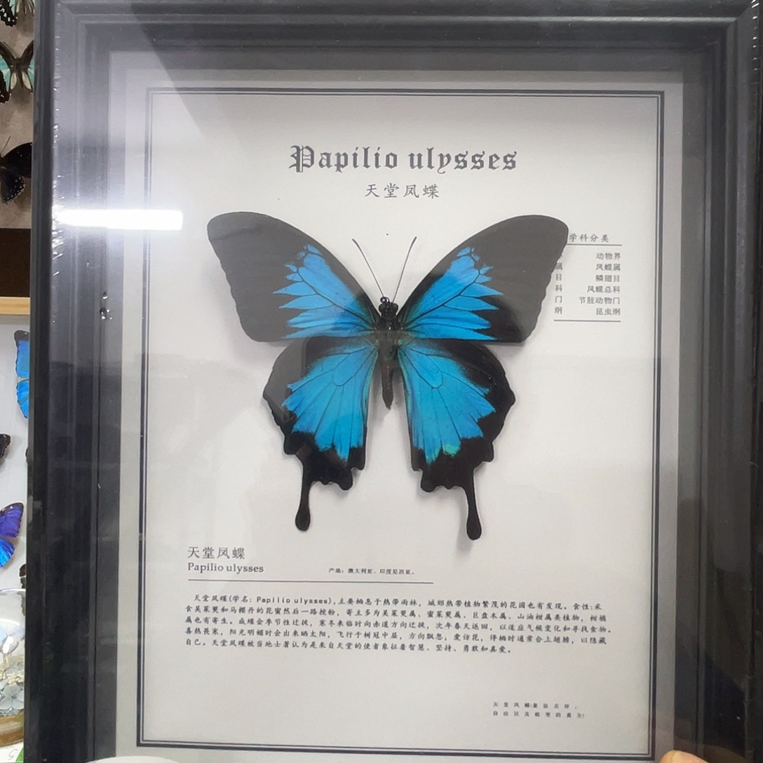 有机玻璃蝴蝶标本