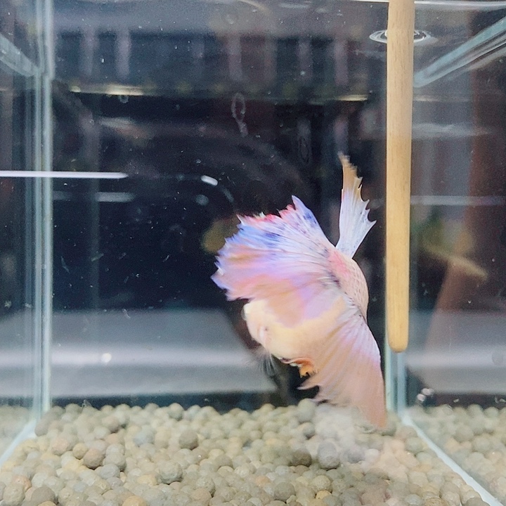 斗鱼蓝35号巨否半月