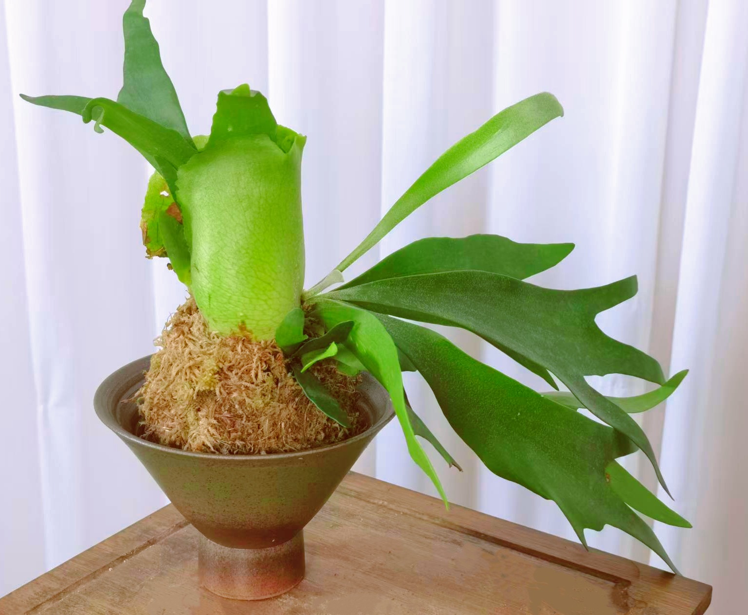 二歧鹿角蕨苔藓球盆景室内好养耐阴观赏绿植