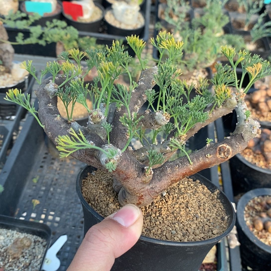 黑皮月界多肉植物
