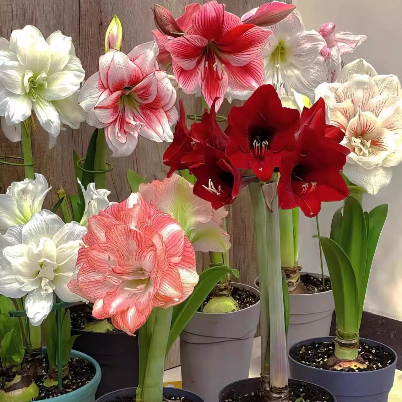 【拍三颗送一颗】荷兰进口重瓣朱顶红种球盆栽花卉室内庭院植物好养