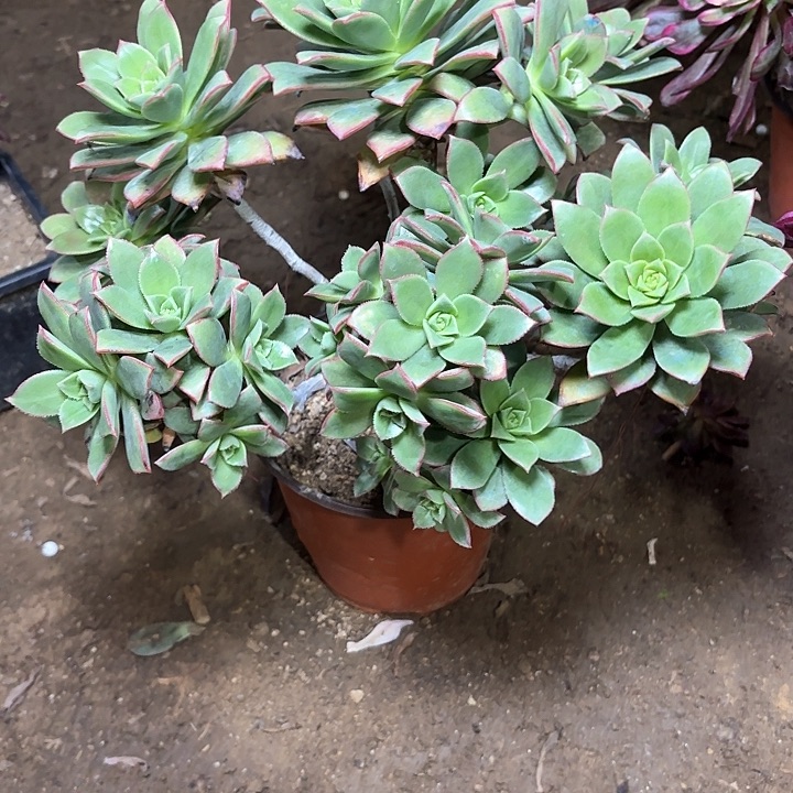 多肉植物艳日辉变异31